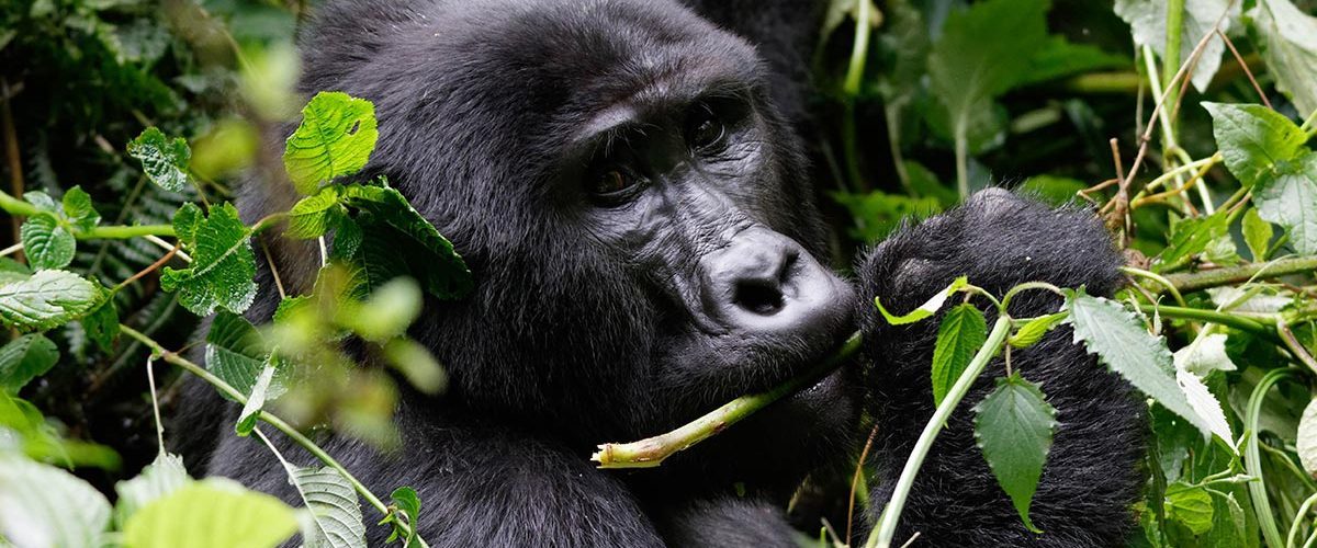 6 days Gorilla Trekking & Wildlife safari uganda