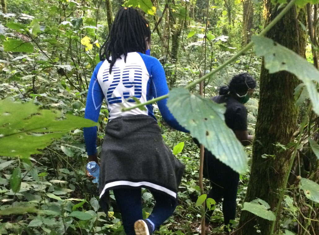 5 days gorillas chimpanzees fly in safari