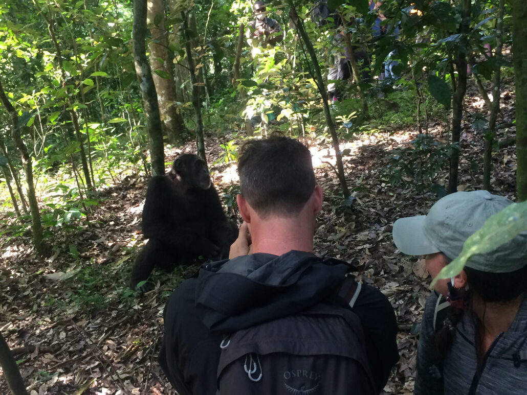 When (best time) to visit Kibale Forest national Park on a chimpanzee tracking experience in uganda