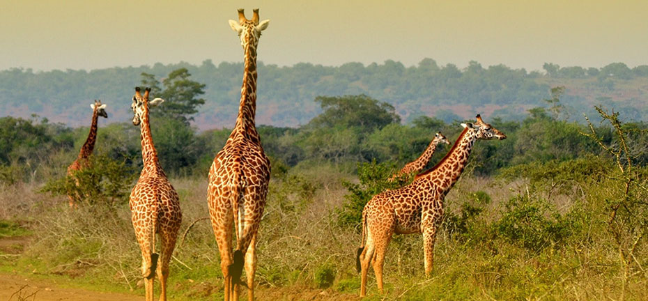 3 days| Akagera National Park Safaris