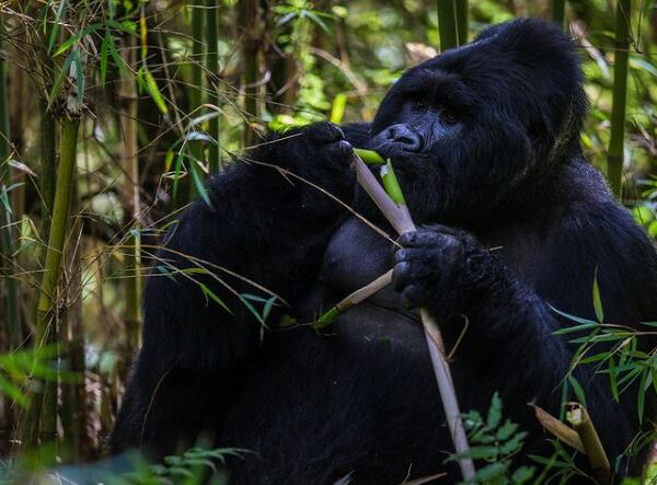 4 days | Volcanoes National Park | Rwanda Safari