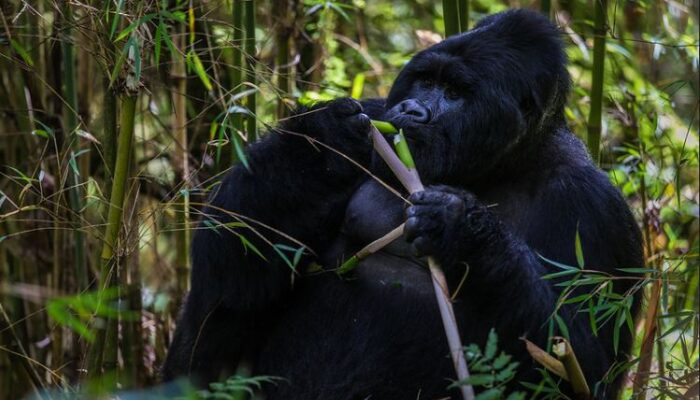 4 days | Volcanoes National Park | Rwanda Safari