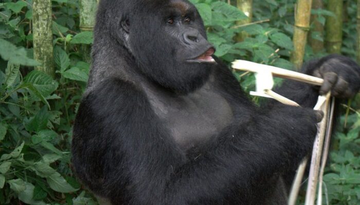Rwanda gorillas