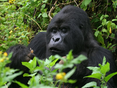 3 Days Uganda Gorilla Trekking