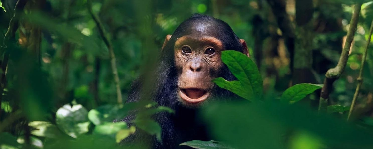 17 days Rwenzori Gorillas chimpanzee safaris