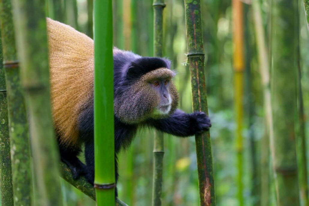 9 Days Rwanda safari to Volcanoes National park & Volcanoes National Park