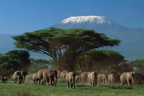 4 Days Amboseli & Tsavo Wildlife Safari