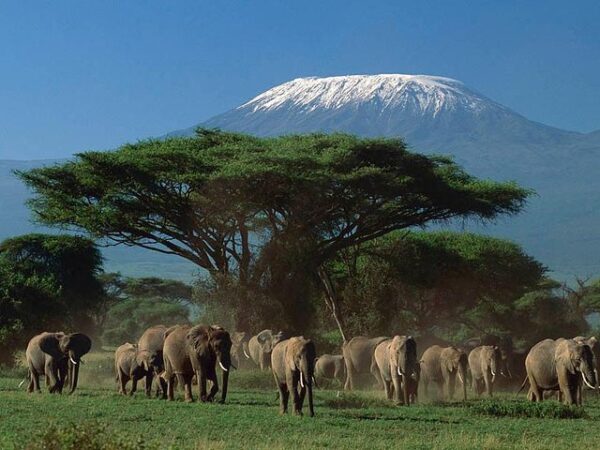 4 Days Amboseli & Tsavo Wildlife Safari