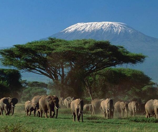 4 Days Amboseli & Tsavo Wildlife Safari