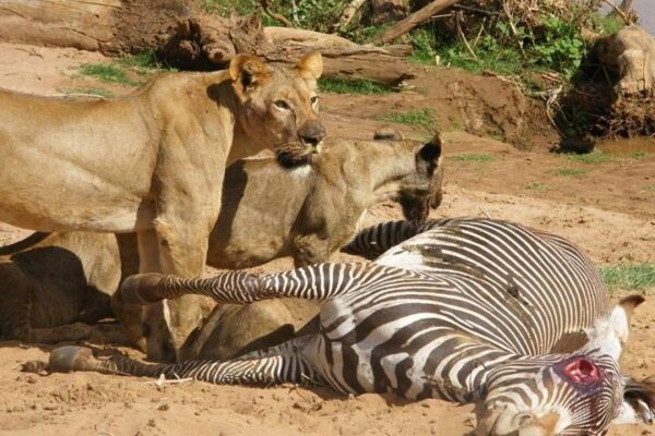 Selous National Reserve