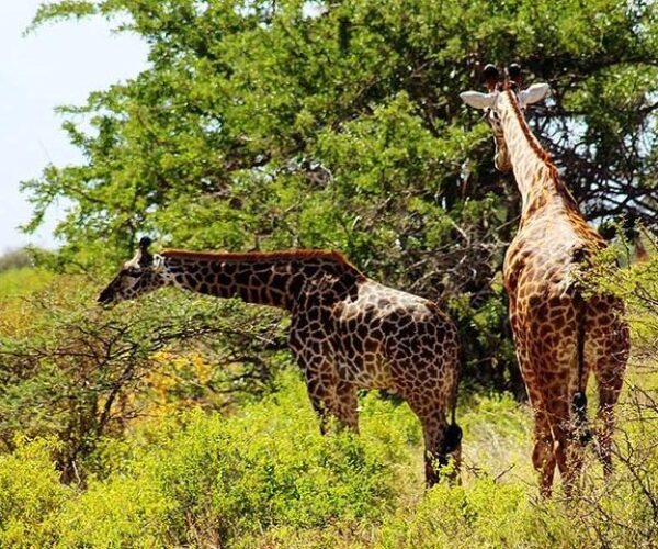 8 Days Sweetwaters, L.Nakuru, Maasai Mara