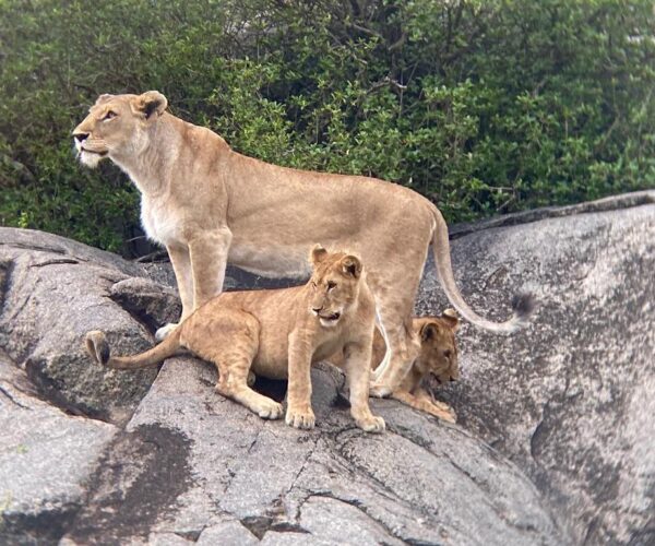 10 Days Tarangire, Lake Manyara, Ngorongoro Serengeti Safari