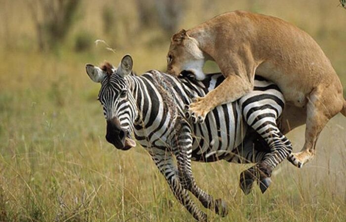 the great catch 10 days Kenya wildlife safari