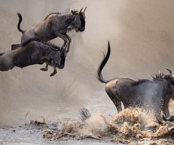 The great wildebeest migration