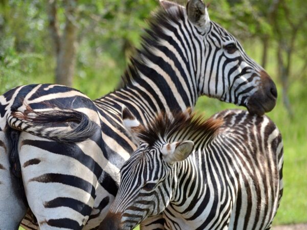 12 Days Rwanda Gorillas, Wildlife & Twin Lakes