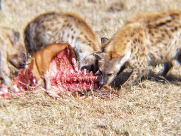 A great catch in Masai Mara