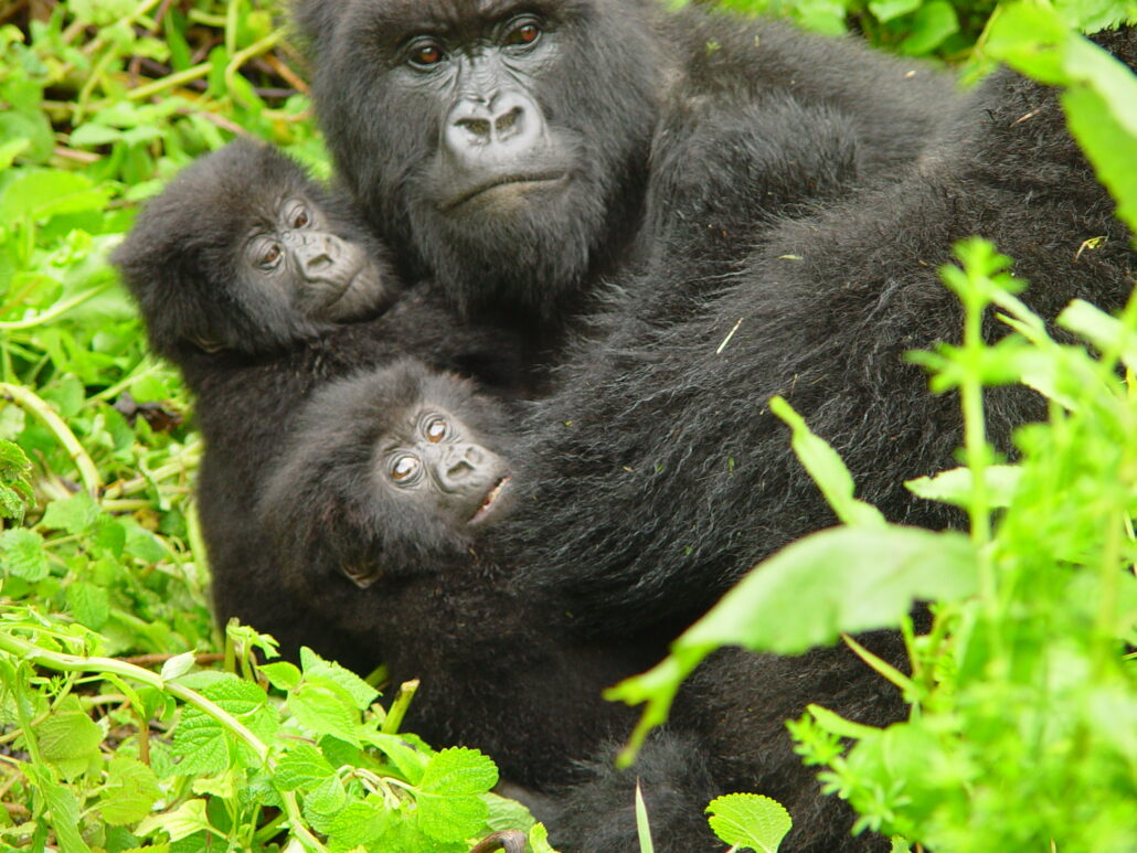 Gorilla Trekking in Bwindi Impenetrable National Park