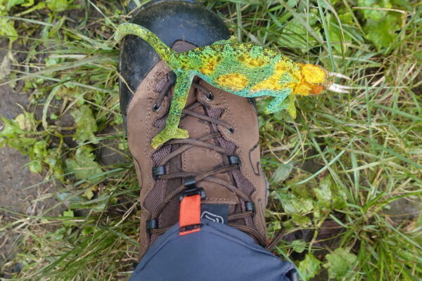 6 days Rwenzori central Circuit Trail Trek.