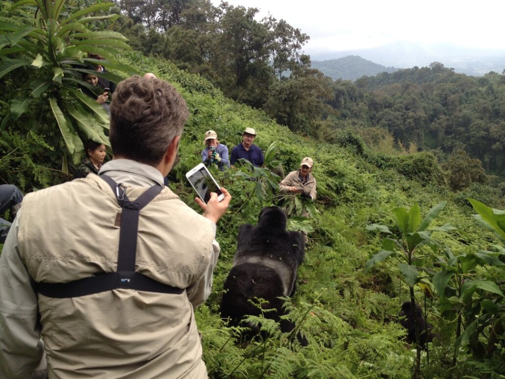 Rwanda Safari-gorilla trekking