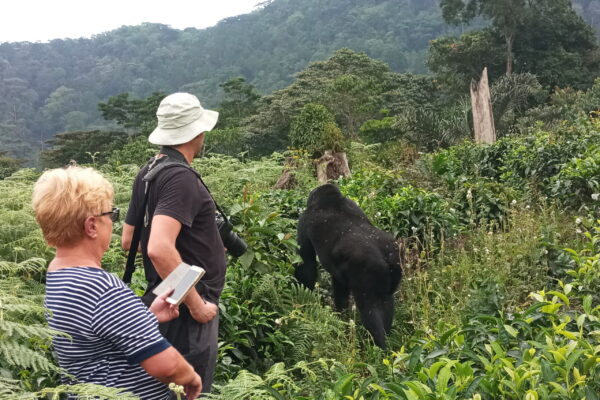 12 Days Rwenzori & Gorilla Trekking