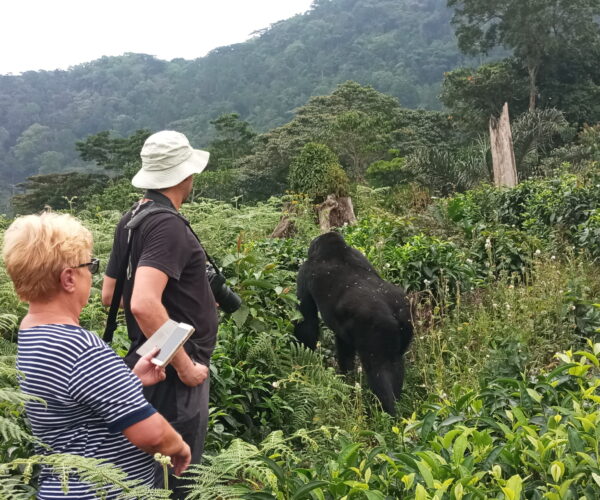 12 Days Rwenzori & Gorilla Trekking