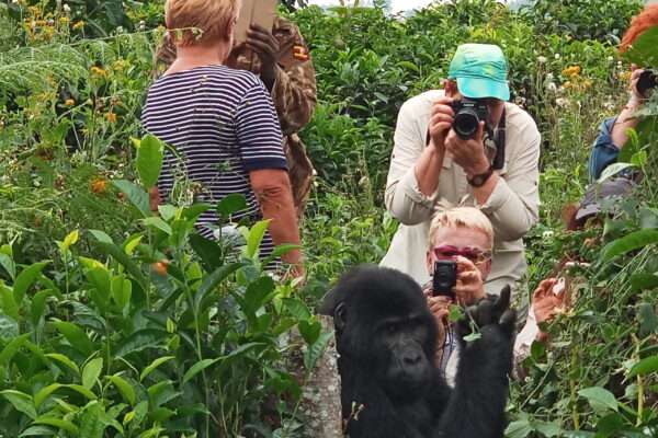 Gorilla trekking in Volcanoes National Park Rwanda