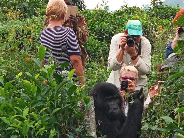 Gorilla trekking in Volcanoes National Park Rwanda