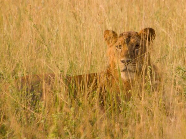 Lions in the wild