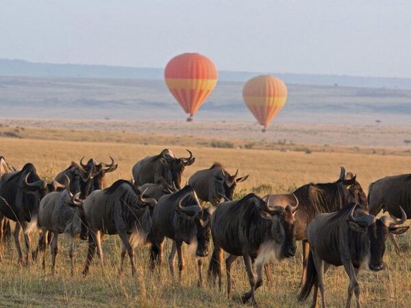 baloon safaris