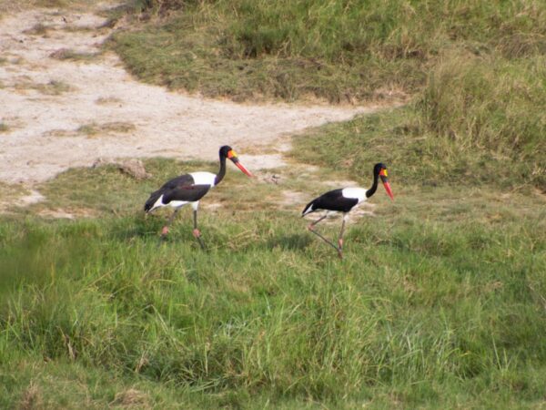 birding in uganda