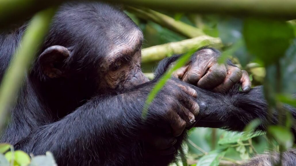 Chimpanzee & Tracking Experience