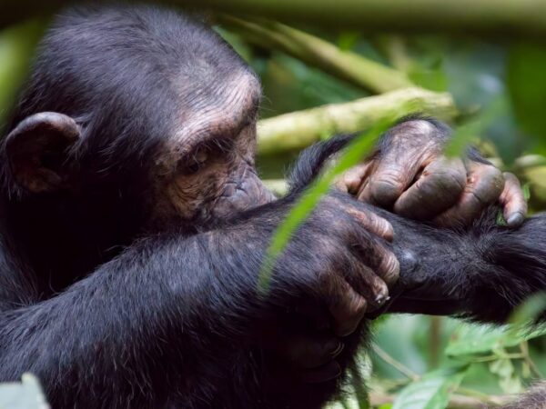 Chimpanzee & Tracking Experience