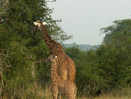 wildlife in akagera