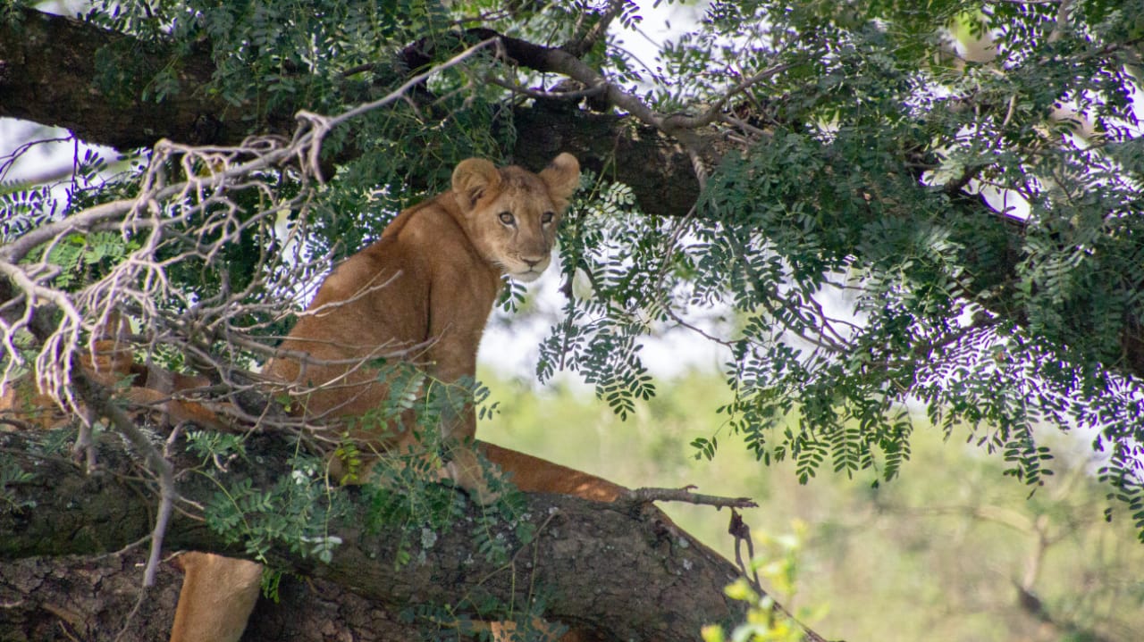 7 days Uganda Safari