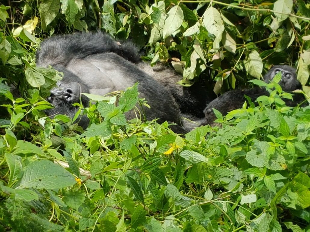 Gorilla trekking in Mgahinga Gorilla National Park