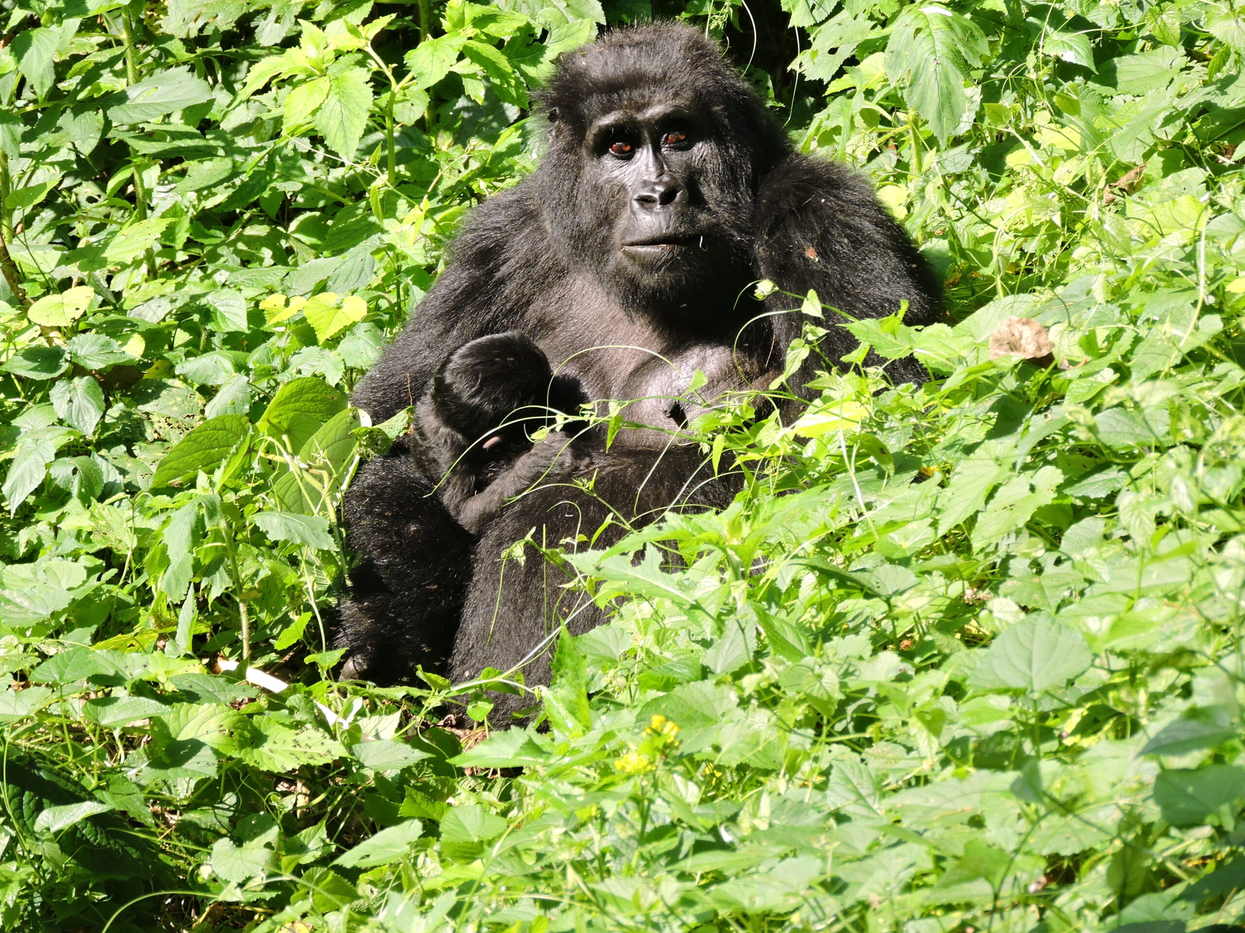 3 days gorilla trekking safari Rwanda