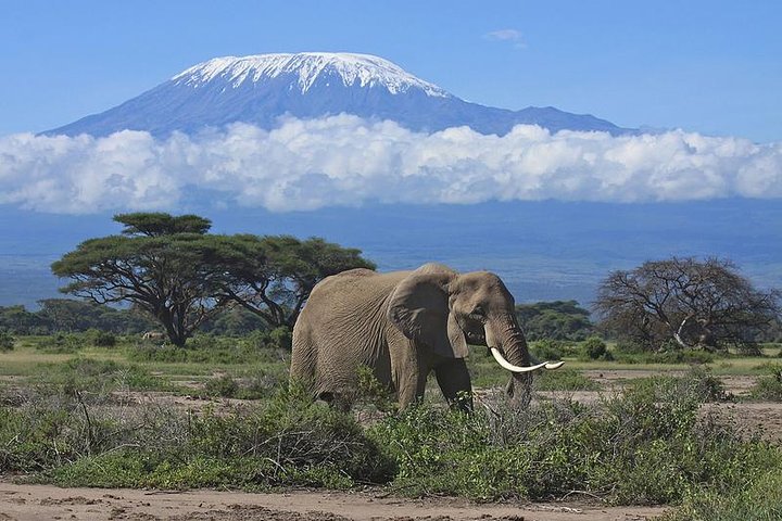 Best Time To Visit Amboseli National Park