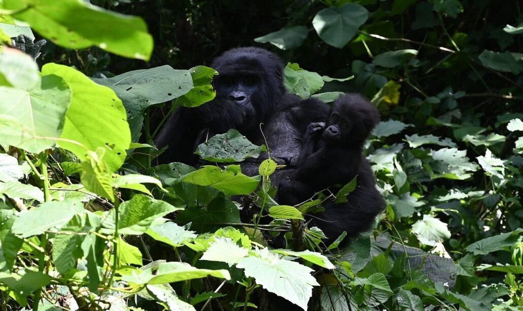 7 days Gorillas, Chimpanzees & Wildlife safari Rwanda