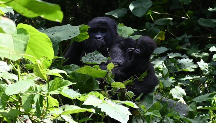 7 days Gorillas, Chimpanzees & Wildlife safari Rwanda