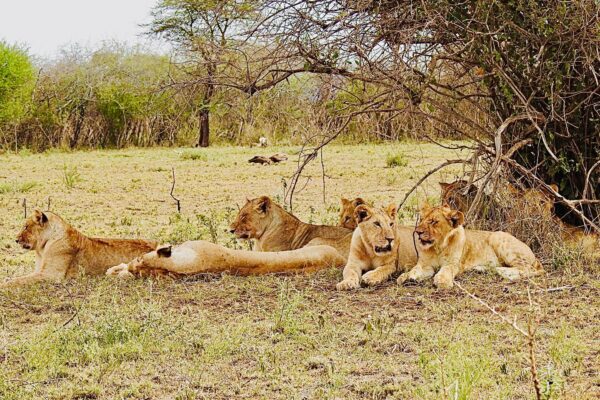 7 days luxury kenya safari