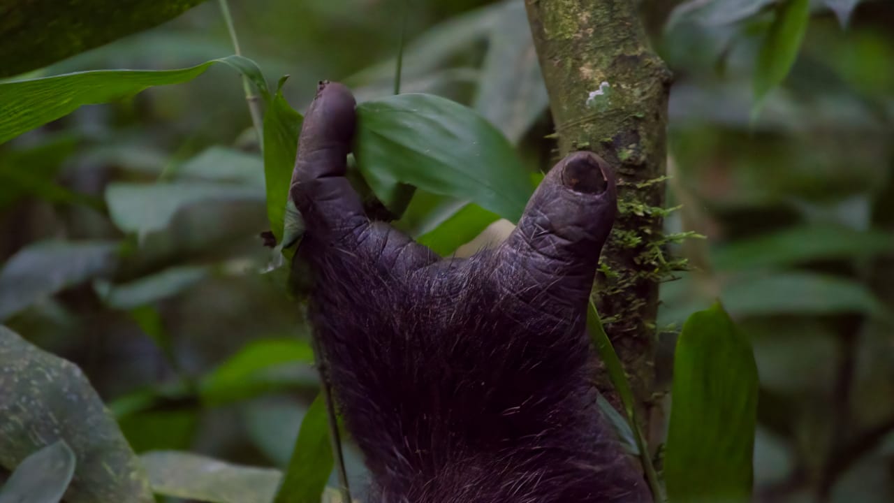 A gorilla's hand -9 days Rwanda safari