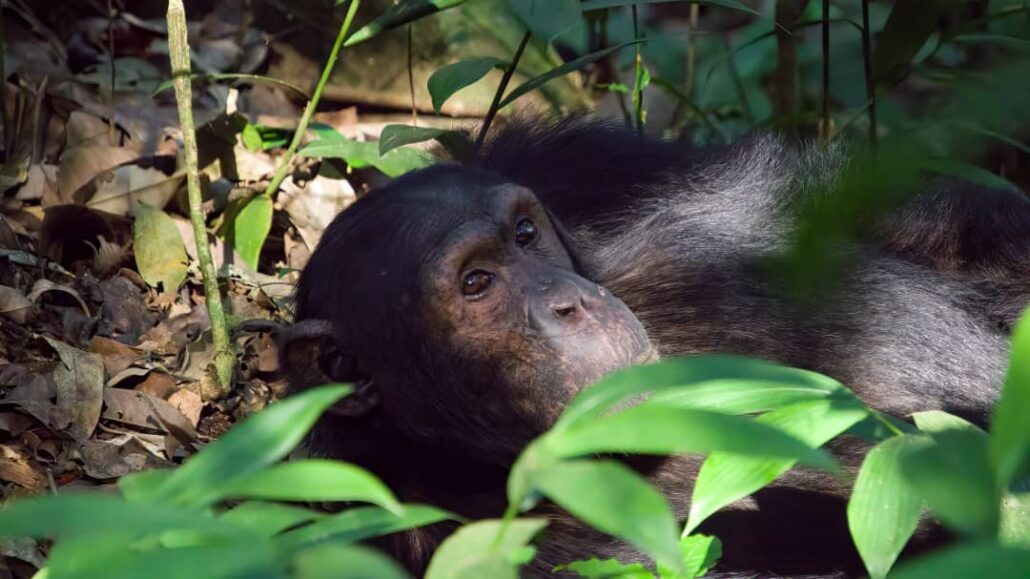 Chimpanzee trekking in Nyungwe National Park Rwanda