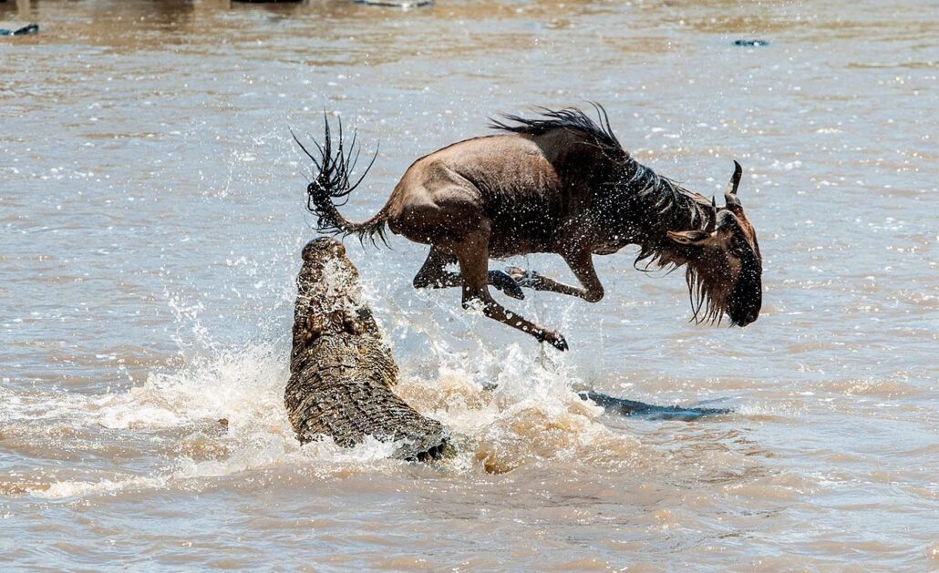 The great wildebeest Migration in Masai Mara national Reserve