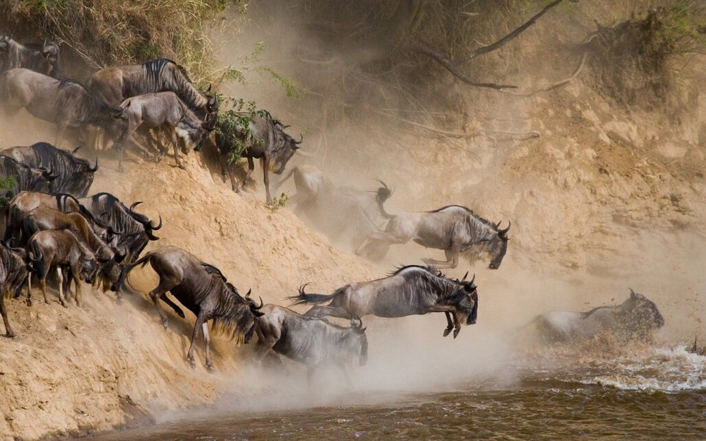 Wildebeest migration on 10 days Lenya safari