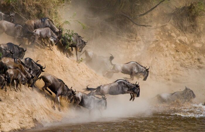 Masai mara National Reserve Wildebeest migration on 10 days Lenya safari