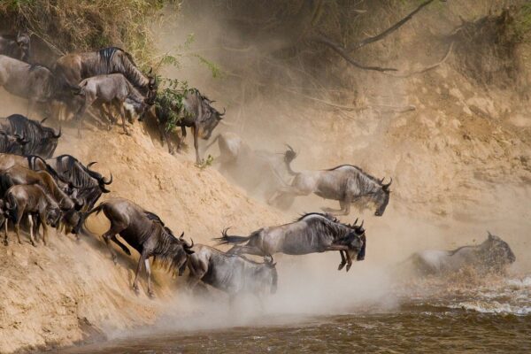 The best time to visit Masai mara for wildebeest migration