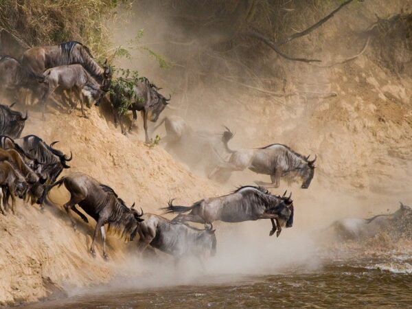 The best time to visit Masai mara for wildebeest migration