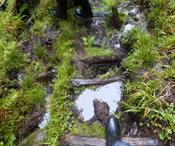 bogy areas of rwenzori to bujuku hut