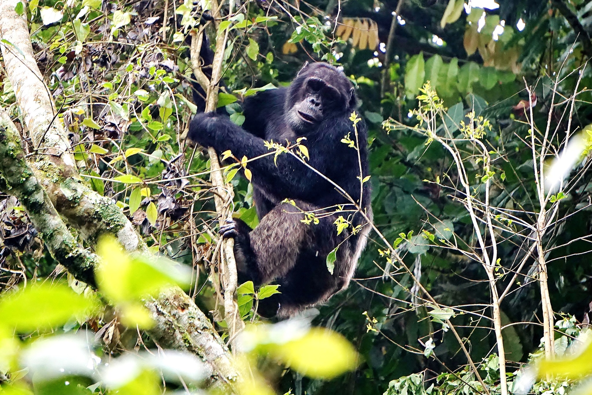 Chimpanzee tracking on a 10 days Rwanda safari