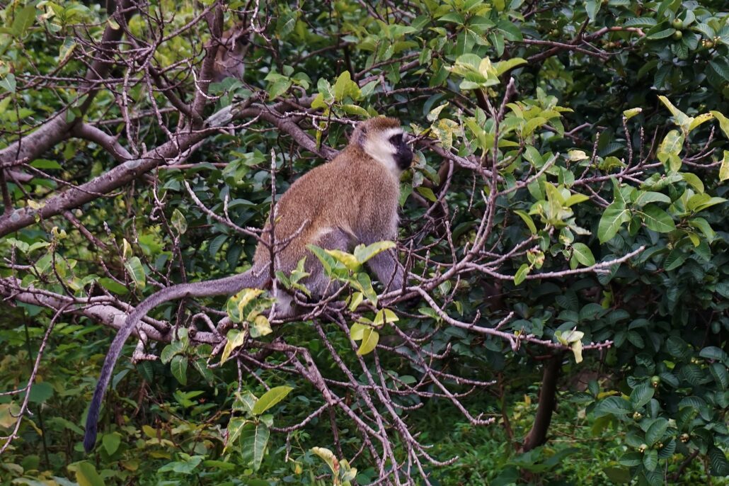 colobus monkeys in Nyungwe forest